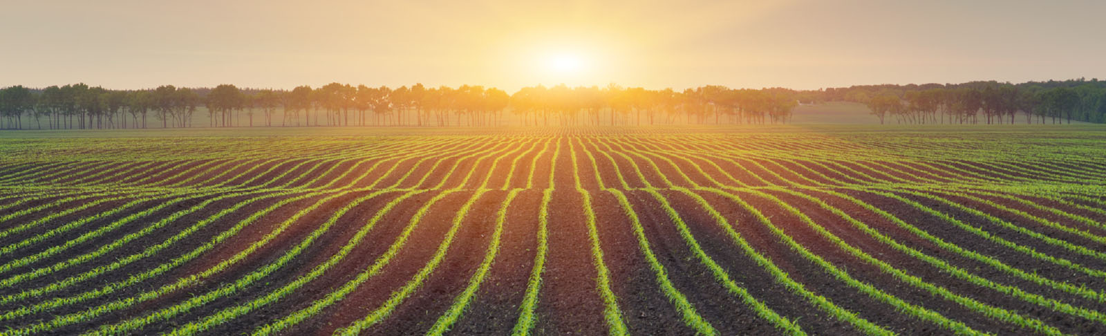 Banner Mid Page Video - Agribusiness - Thank You